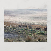 Deer grazing Lyme Park Briefkaart (Voorkant)