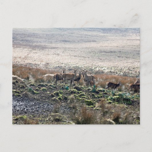 Deer grazing Lyme Park Briefkaart (Voorkant)