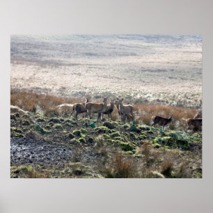 Deer grazing Lyme Park Briefkaart Poster