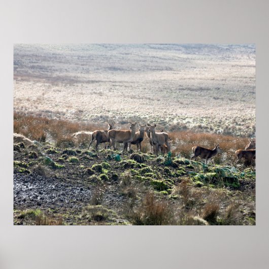 Deer grazing Lyme Park Briefkaart Poster (Voorkant)