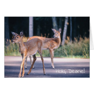 Deer, Hallo Dearie