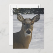 Deer Head Briefkaart (Voorkant / Achterkant)