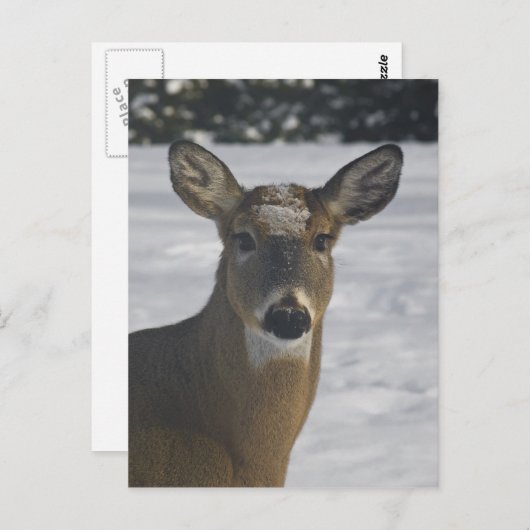 Deer Head Briefkaart (Voorkant / Achterkant)