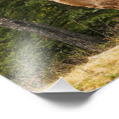 Deer in Alberta Canada Foto Afdruk (Hoek)