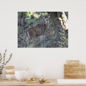 Deer in Bossen Poster (Keuken)