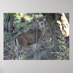 Deer in Bossen Poster