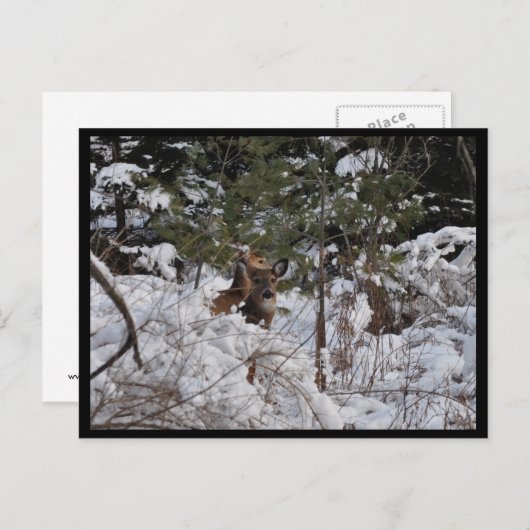 Deer in de Bossen Briefkaart (Voorkant / Achterkant)