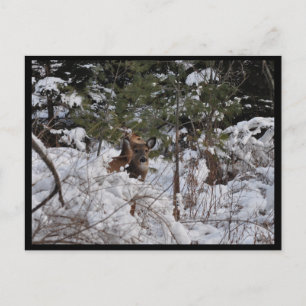 Deer in de Bossen Briefkaart