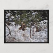 Deer in de Bossen Briefkaart (Voorkant)