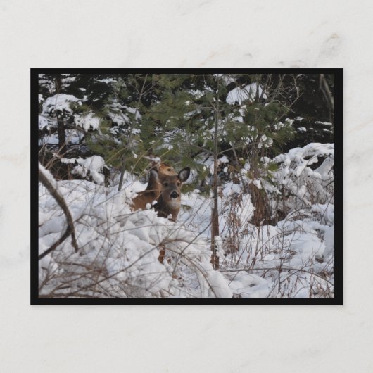 Deer in de Bossen Briefkaart (Voorkant)
