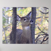 Deer in de Bossen Poster (Voorkant)