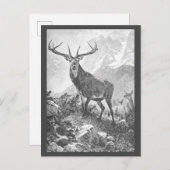 Deer in de hoge bergen briefkaart (Voorkant / Achterkant)