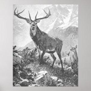 Deer in de hoge bergen poster