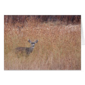 Deer in de Meadow (Voorkant Horizontaal)