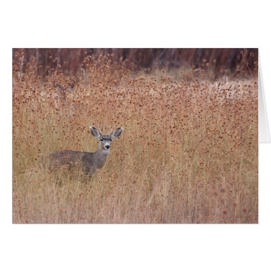 Deer in de Meadow (Voorkant Horizontaal)