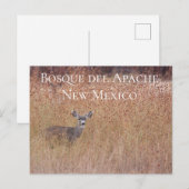 Deer in de Meadow, Bosque del Apache Briefkaart (Voorkant / Achterkant)