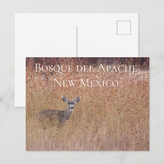 Deer in de Meadow, Bosque del Apache Briefkaart (Voorkant / Achterkant)