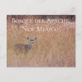 Deer in de Meadow, Bosque del Apache Briefkaart (Voorkant)