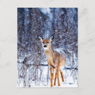 Deer in de sneeuw, briefkaart