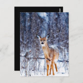 Deer in de sneeuw, briefkaart (Voorkant / Achterkant)