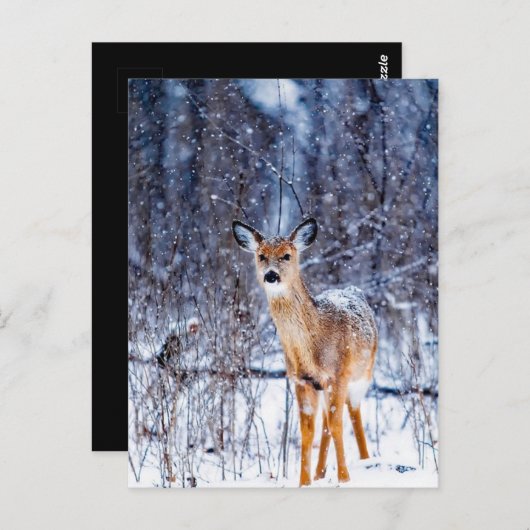 Deer in de sneeuw, briefkaart (Voorkant / Achterkant)