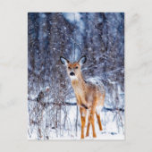 Deer in de sneeuw, briefkaart (Voorkant)