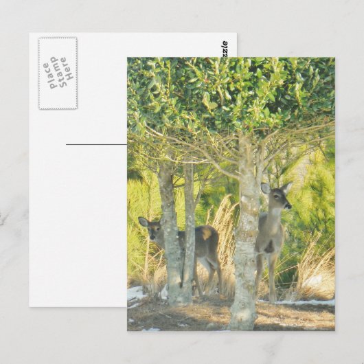 Deer in de sneeuw briefkaart (Voorkant / Achterkant)