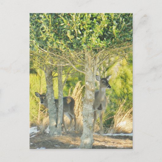 Deer in de sneeuw briefkaart (Voorkant)