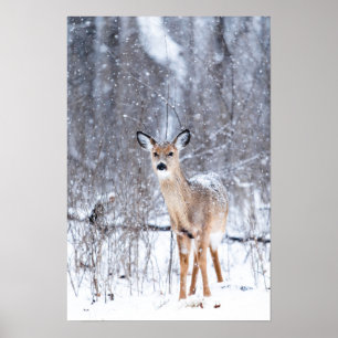 Deer in de sneeuw poster