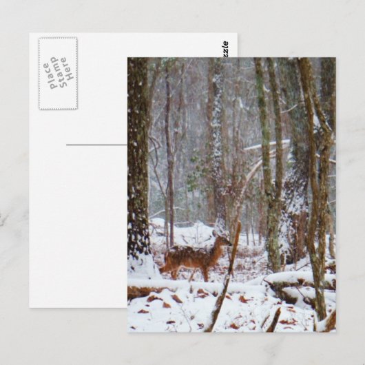 Deer in de sneeuwherfst briefkaart (Voorkant / Achterkant)