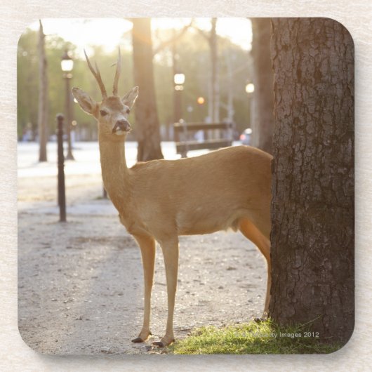 Deer in de stad onderzetter (Voorkant)