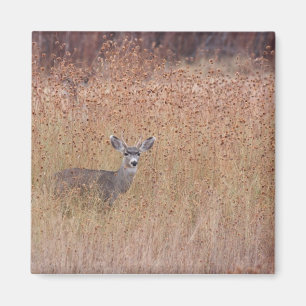 Deer in de weide magneet