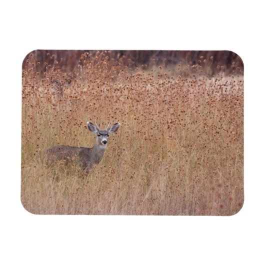 Deer in de weide magneet (Horizontaal)