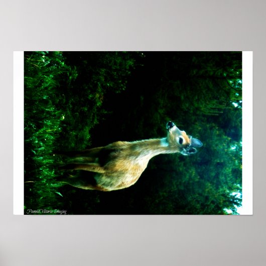 Deer in Dusk Poster (Voorkant)