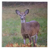 Deer in een herfst veld III Tegeltje (Voorkant)