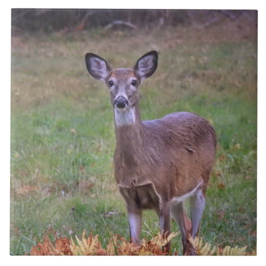 Deer in een herfst veld III Tegeltje (Voorkant)