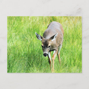 Deer in een open veld briefkaart