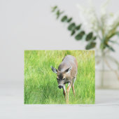 Deer in een open veld briefkaart (Staand voorkant)