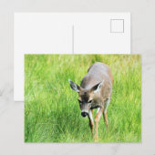 Deer in een open veld briefkaart (Voorkant / Achterkant)