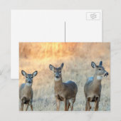 Deer in een veld briefkaart (Voorkant / Achterkant)