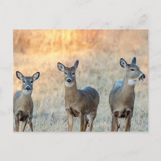 Deer in een veld briefkaart (Voorkant)