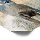 Deer in een veld foto afdruk (Hoek)