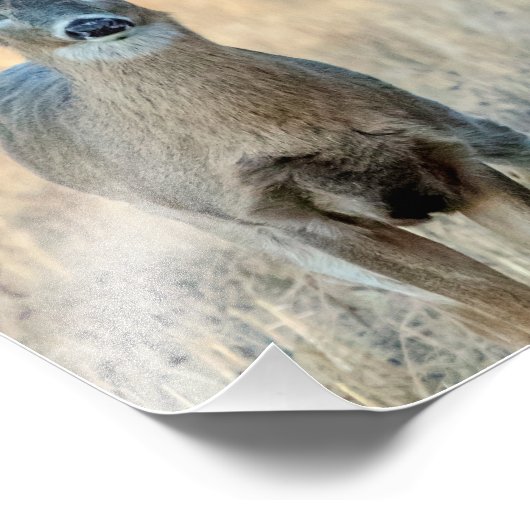 Deer in een veld foto afdruk (Hoek)