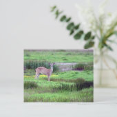 Deer in Field Briefkaart (Staand voorkant)