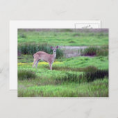 Deer in Field Briefkaart (Voorkant / Achterkant)