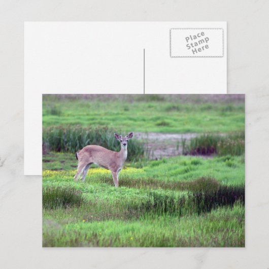 Deer in Field Briefkaart (Voorkant / Achterkant)