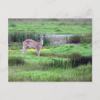 Deer in Field Briefkaart
