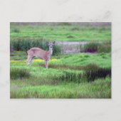 Deer in Field Briefkaart (Voorkant)