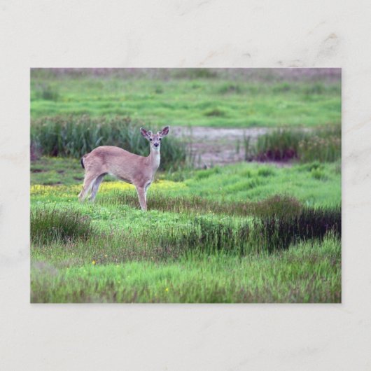 Deer in Field Briefkaart (Voorkant)