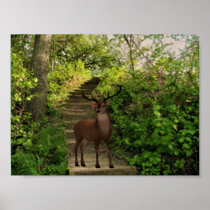 Deer in het bos. poster
